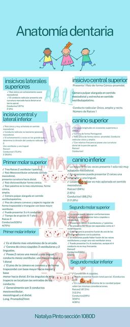 Anatomía dental