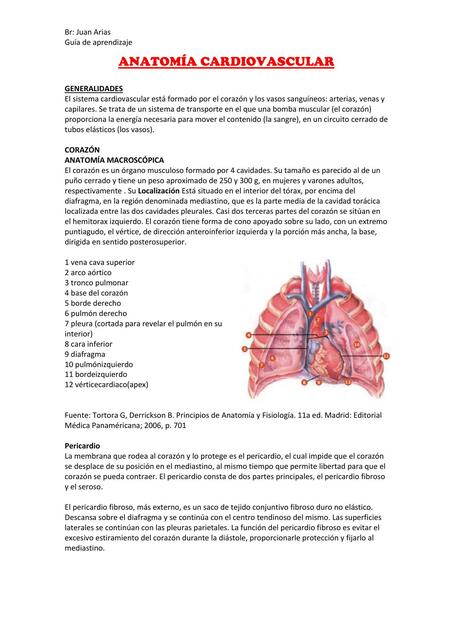 anatomia del sistema Cardiovascular