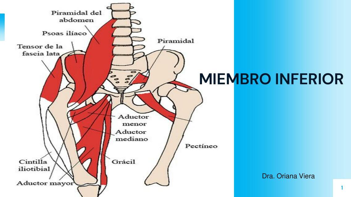 miembro inferior