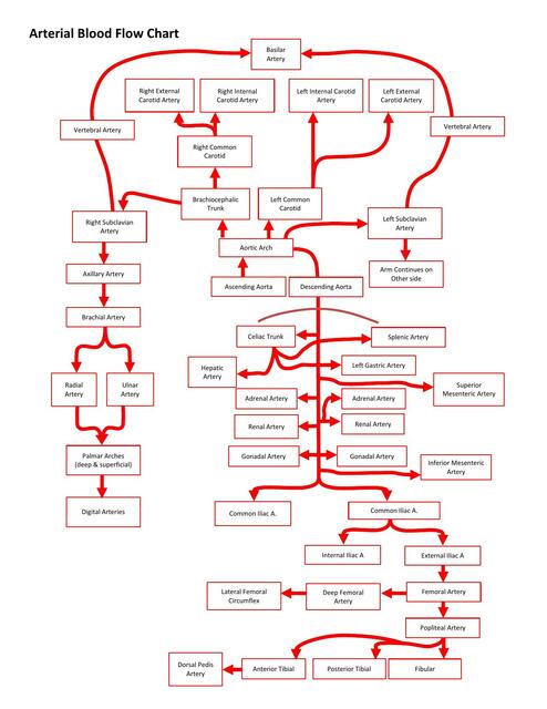 Artery flow chart Key