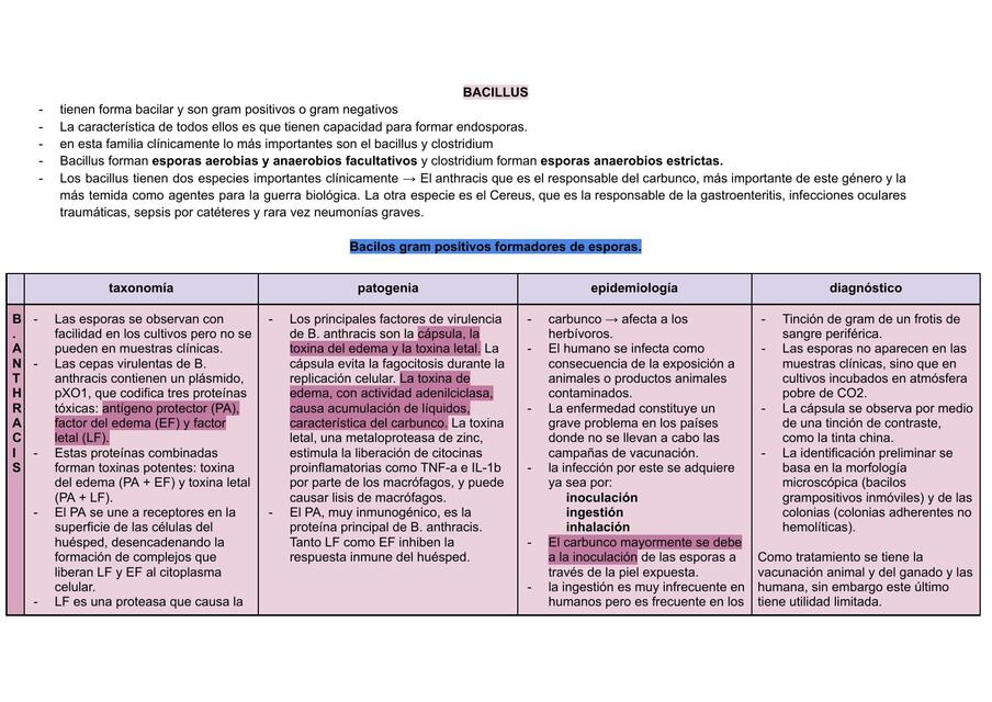 bacterias gram positivas