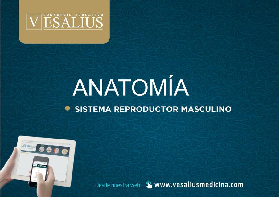 Sistema reproductor masculino 