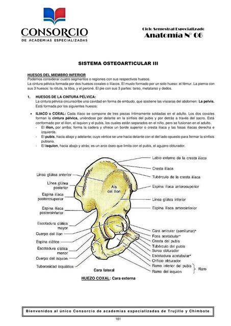 Práctica de Sistema OsteoArticular Las imagenes es