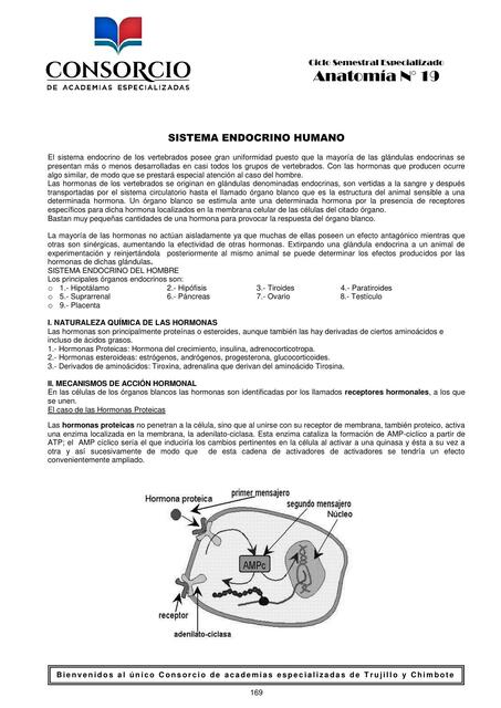 Práctica de sistema endocrino 18