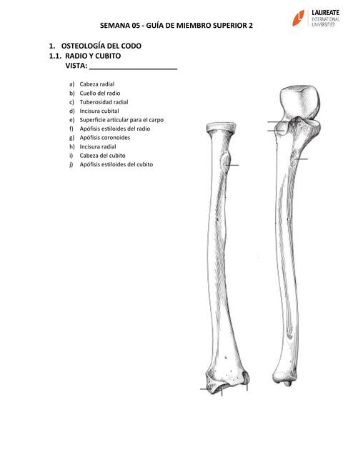 SEMANA 5 GUÍA DE MIEMBRO SUPERIOR 2
