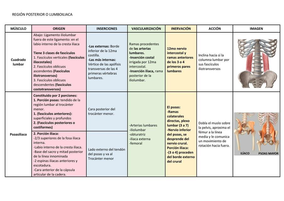 Músculos de la Región Posterior o Lumboilica