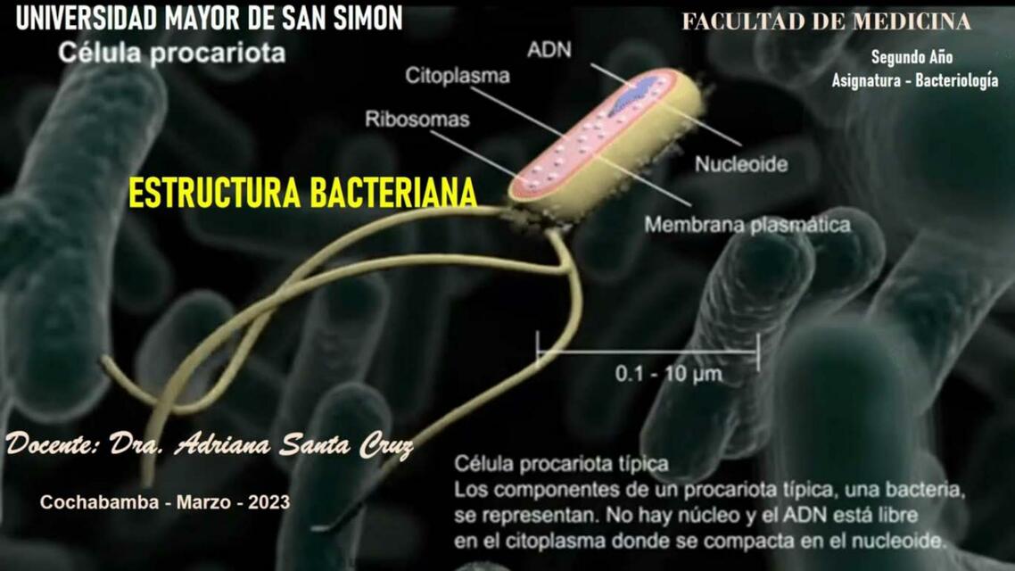 Estructura bacteriana