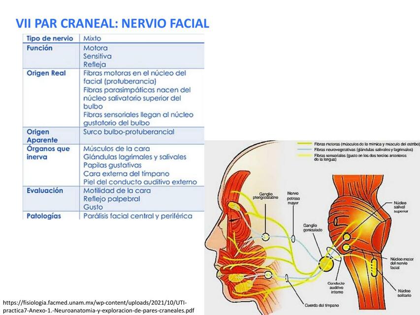 vii vii y ix par Craneal