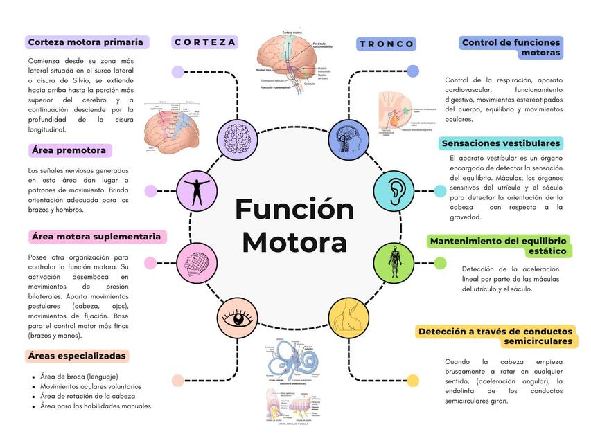 Función motora (corteza&tronco)