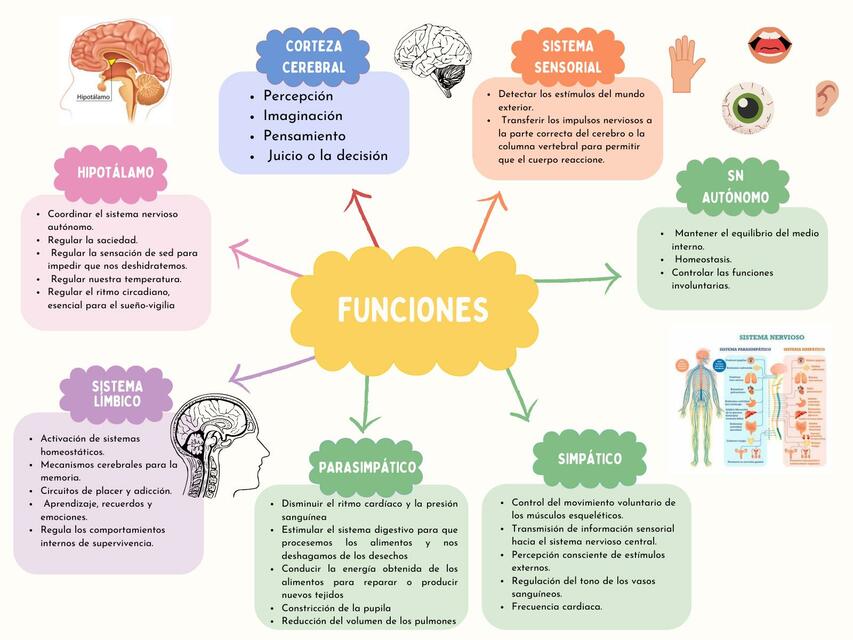 Cerebro (funciones)