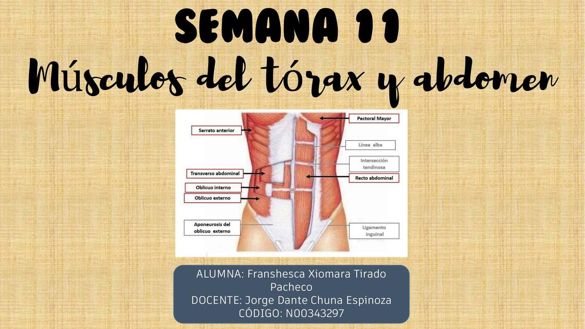 TÓRAX Y ABDOMEN semana 11