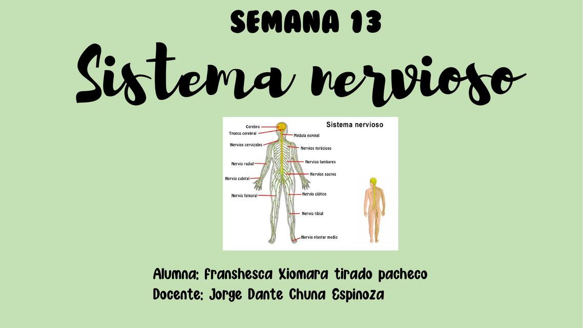 SISTEMA NERVIOSO semana 13