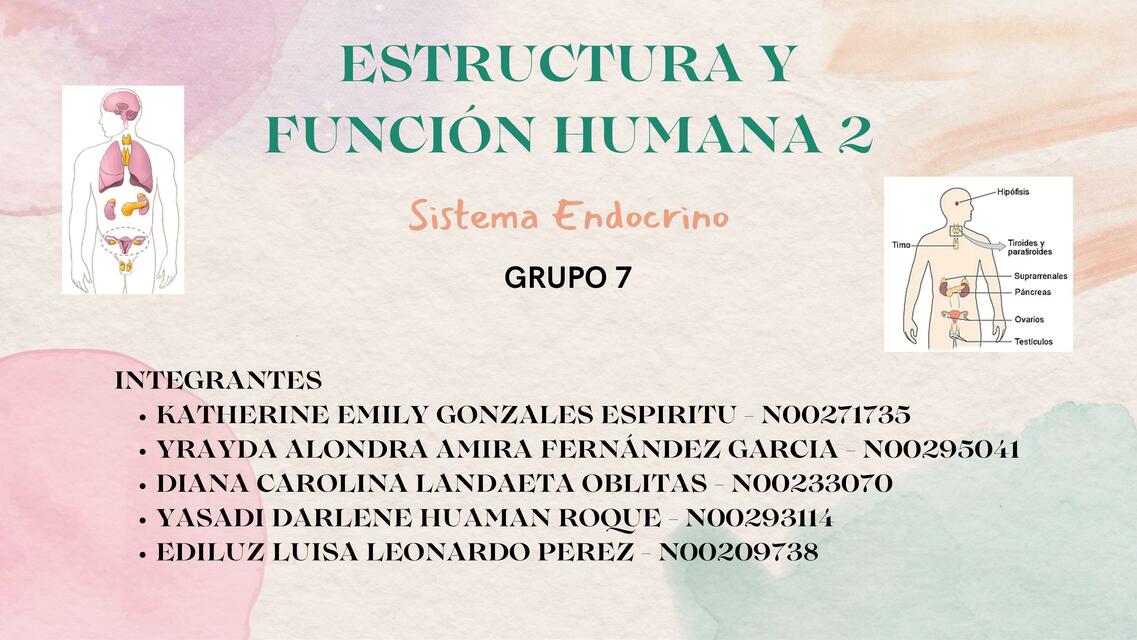 GUIA N12 SISTEMA ENDOCRINO