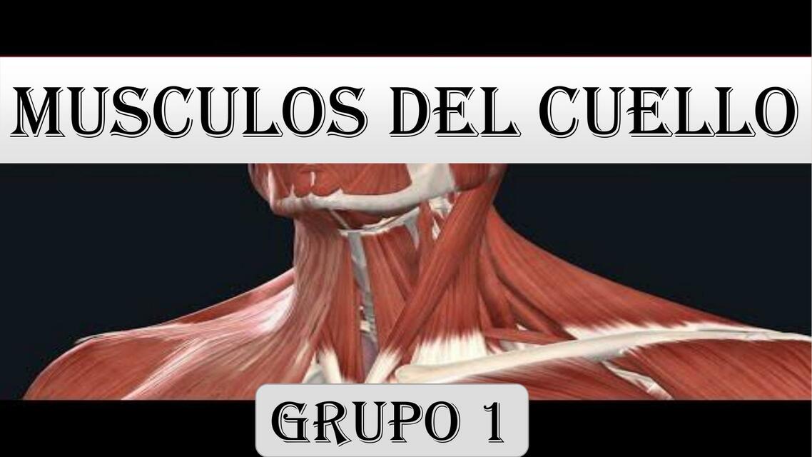 músculos del cuello