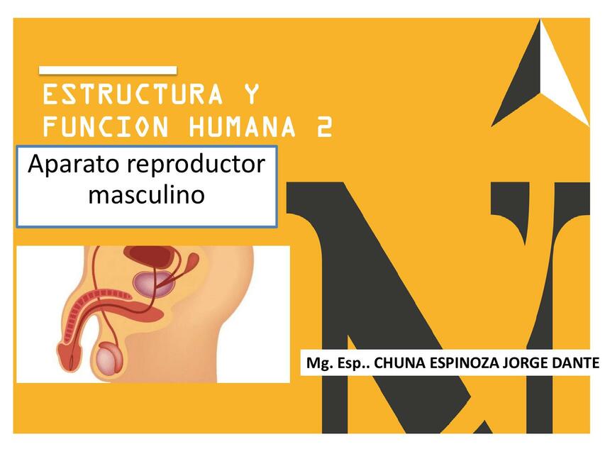 REPRODUCTOR MASCULINO