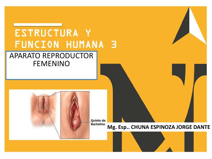 reproductor femenino