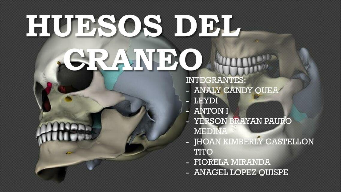 HUESOS DEL CRANEO