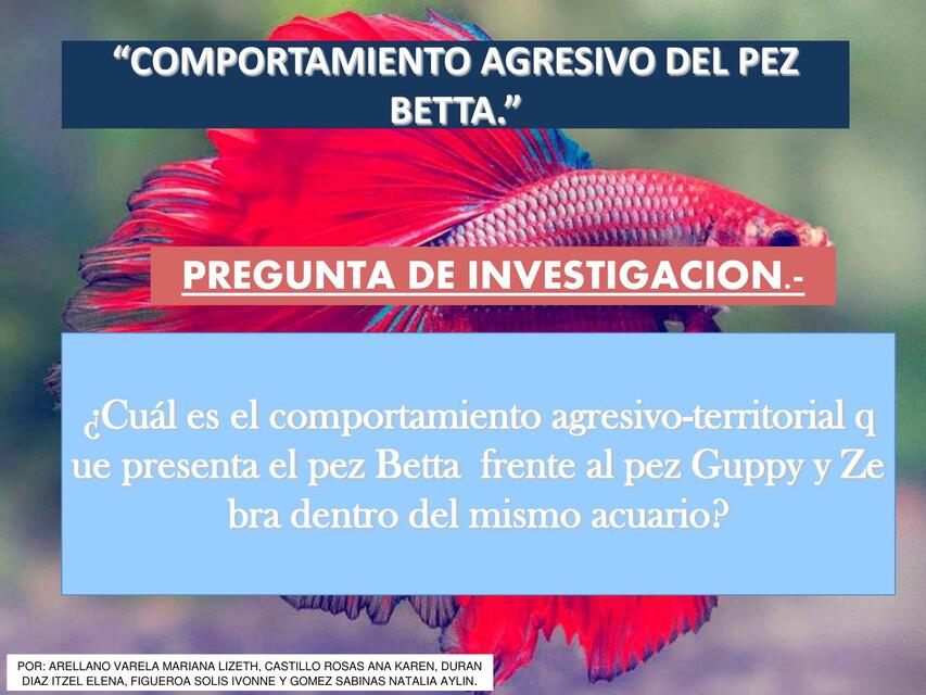 COMPORTAMIENTO AGRESIVO DEL PEZ BETTA! 2