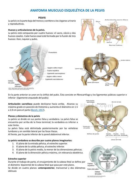 ANATOMIA MUSCULO ESQUELÉTICA DE LA PELVIS