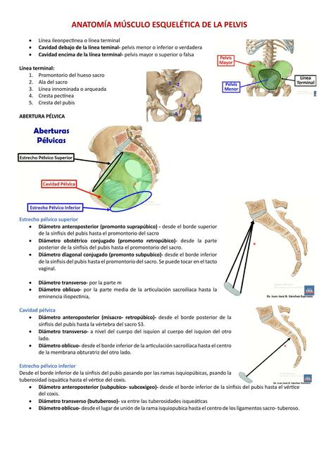 ANATOMÍA MÚSCULO ESQUELÉTICA DE LA PELVIS