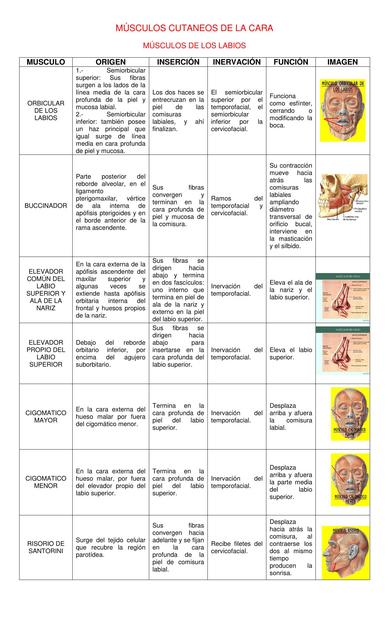 MÚSCULOS CUTANEOS DE LA CARA