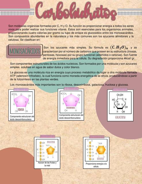 Carbohidratos (Biomolecula)