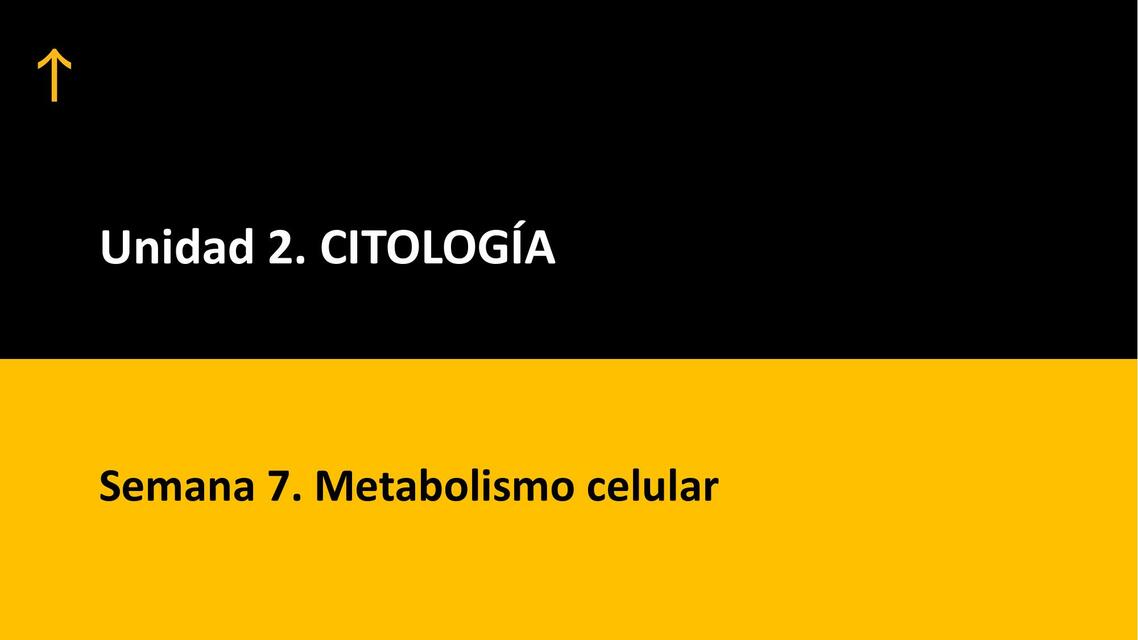 sem 7 Metabolismo celular