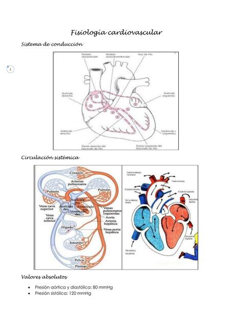 3 Fisiología cardiovascular