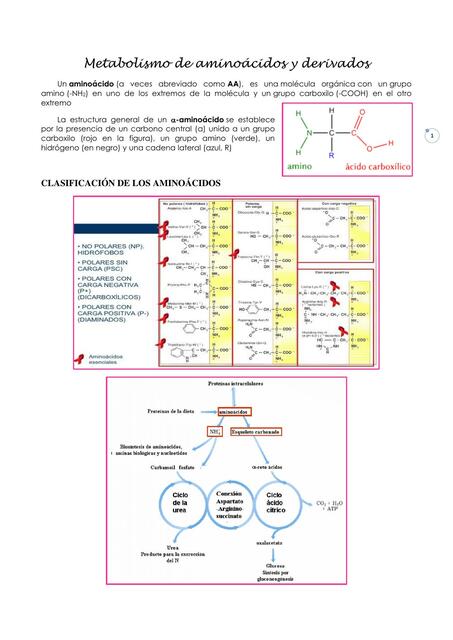 17 Metabolismo de aminoácidos y derivados