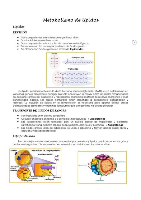 16 Metabolismo de lipidos