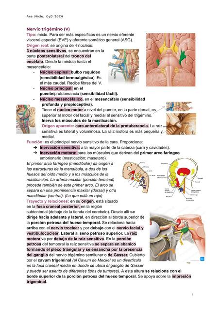 Nervio trigémino uDocz