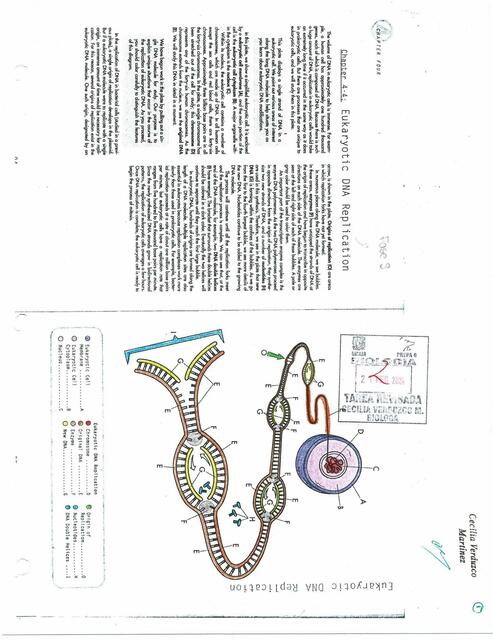 Replicación transcripción y traducción