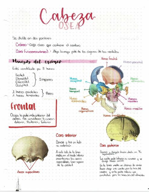 Cabeza ósea