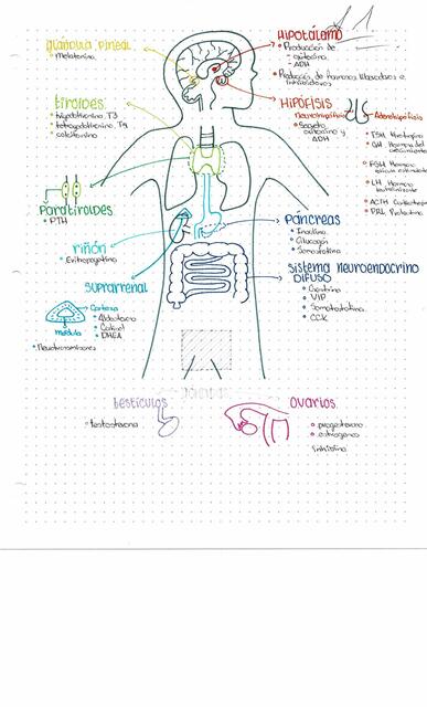 Sistema endocrino