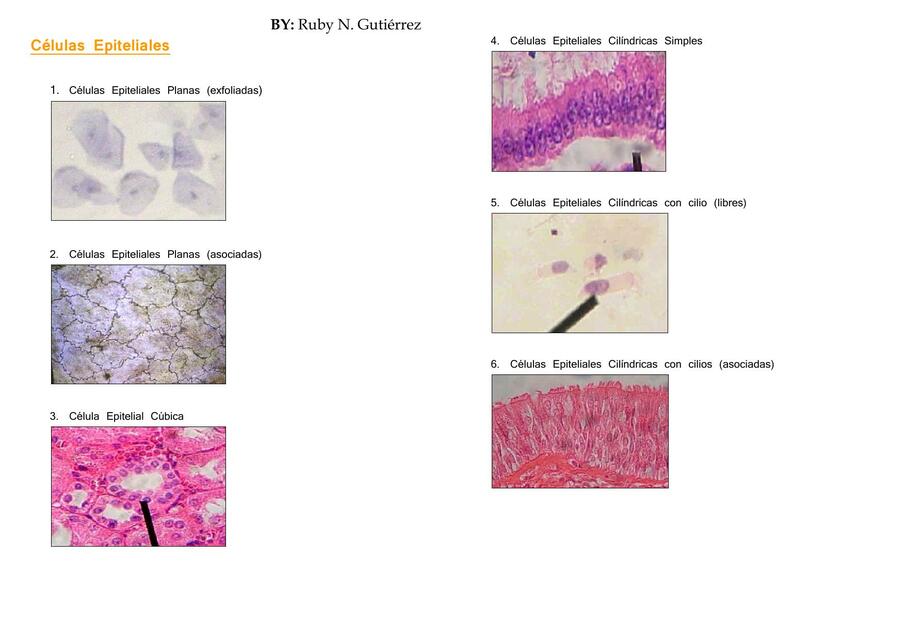 Imágenes De Laboratorio Histología