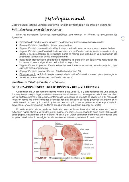 Fisiología renal