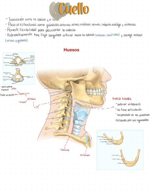 Cuello anatomia