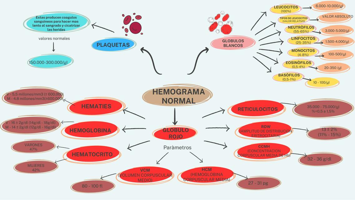 Hemograma normal y correlacion