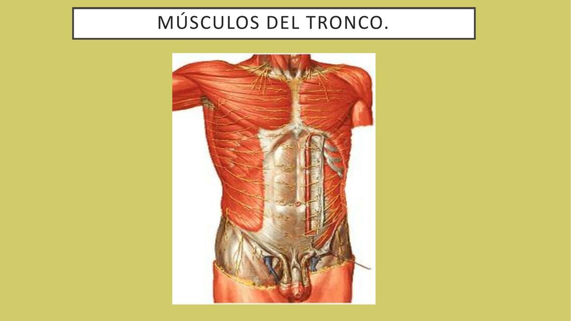 Músculos del tronco 