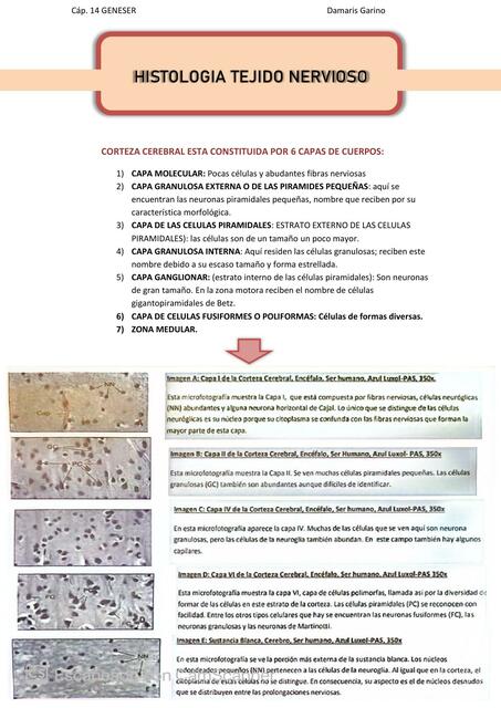 HISTOLOGIA TEJIDO NERVIOSO GENESER