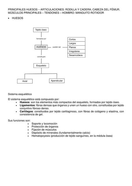 Práctico Anatomia 2