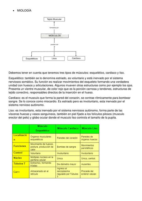 Práctico Anatomia 3