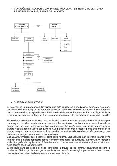 Sistema Cardiovascular