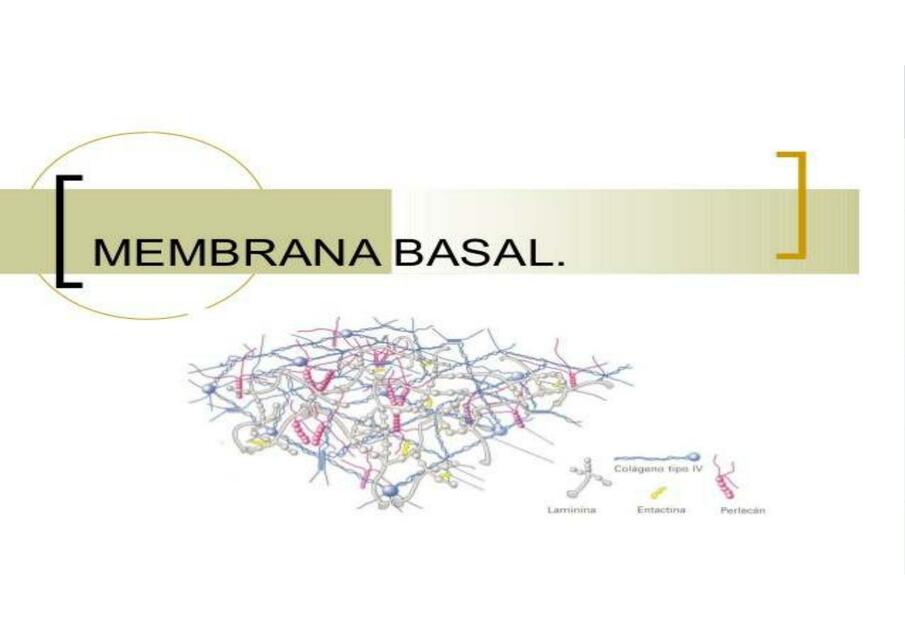 Membrana basal y glándulas