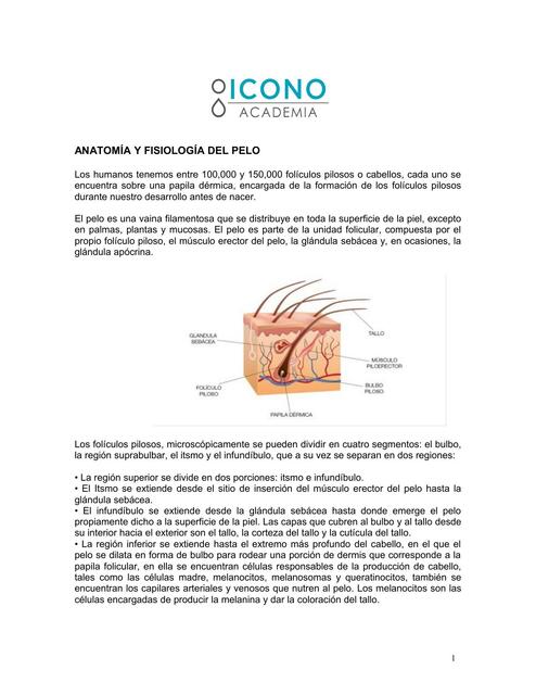 Anatomia y fisiologia del pelo