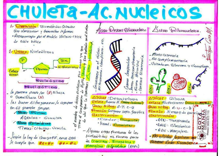 Chuleta Acidos nucleicos