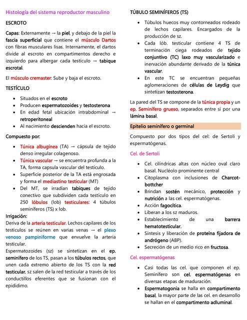 Histología del sistema reproductor masculino