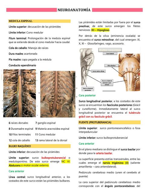 Apuntes Neuro anato