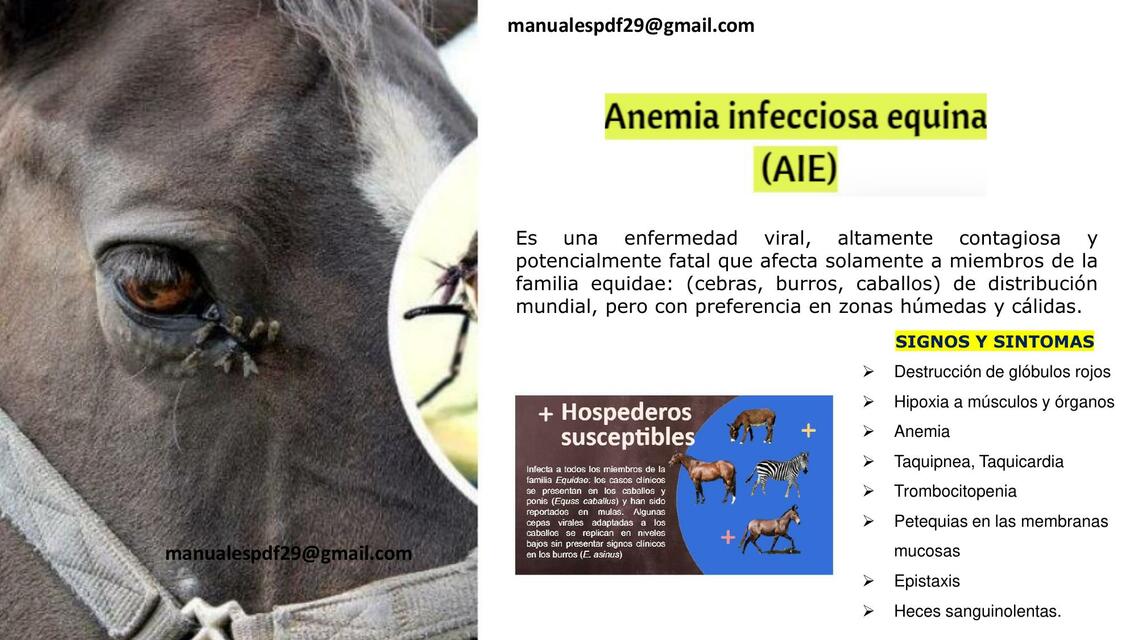 ANEMIA INFECCIOSA EQUINA