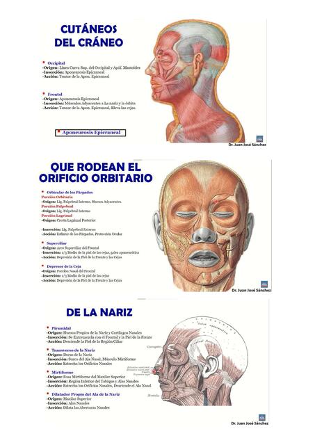 musculos de craneo y cuello